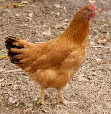 sargamagyartyuk.jpg sargamagyartyuk.jpg